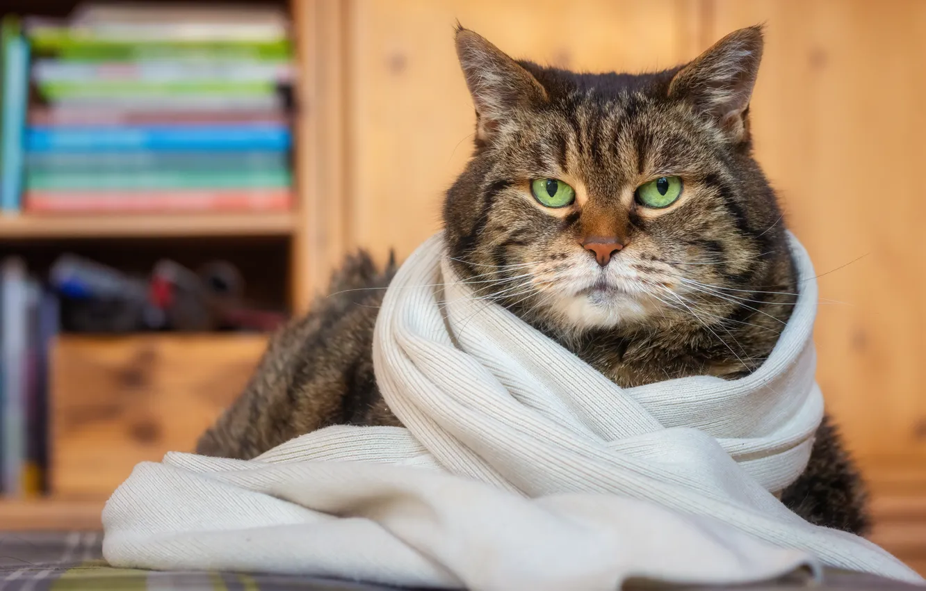 Photo wallpaper cat, look, portrait, scarf, muzzle, green eyes, Kote, kotofeich