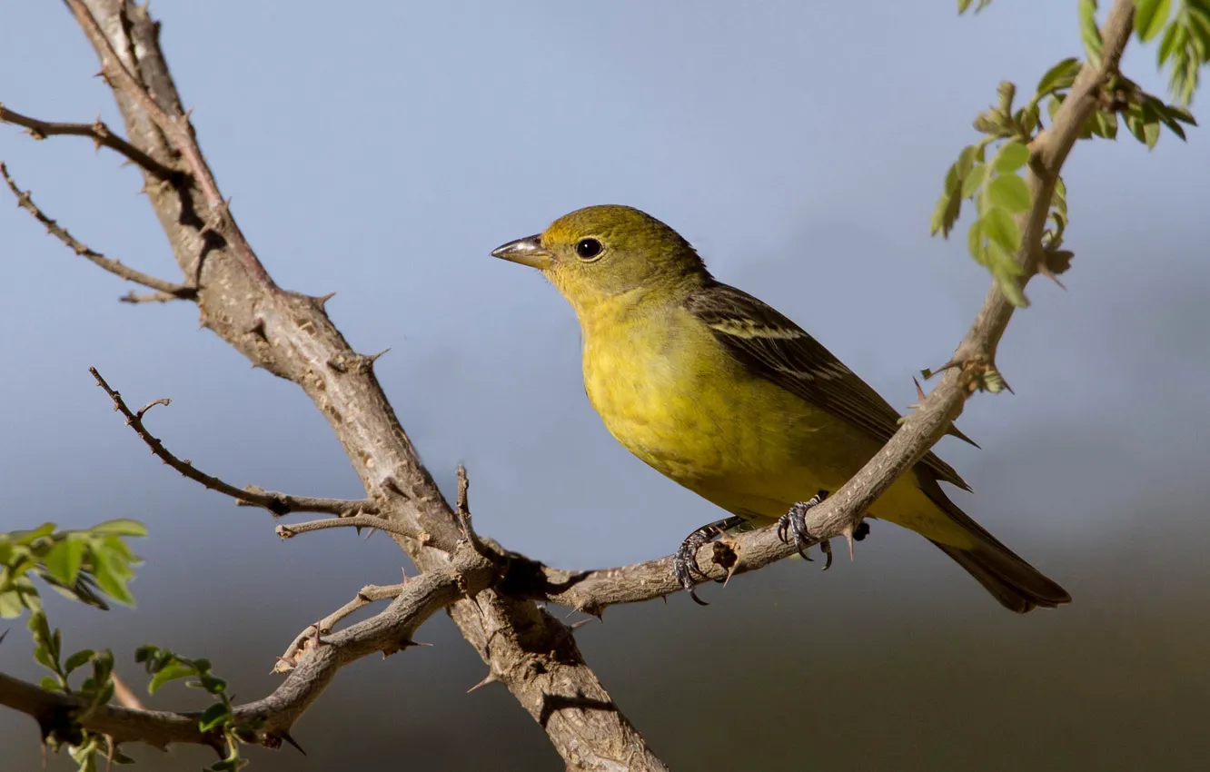 Photo wallpaper branches, bird, female, common piranha