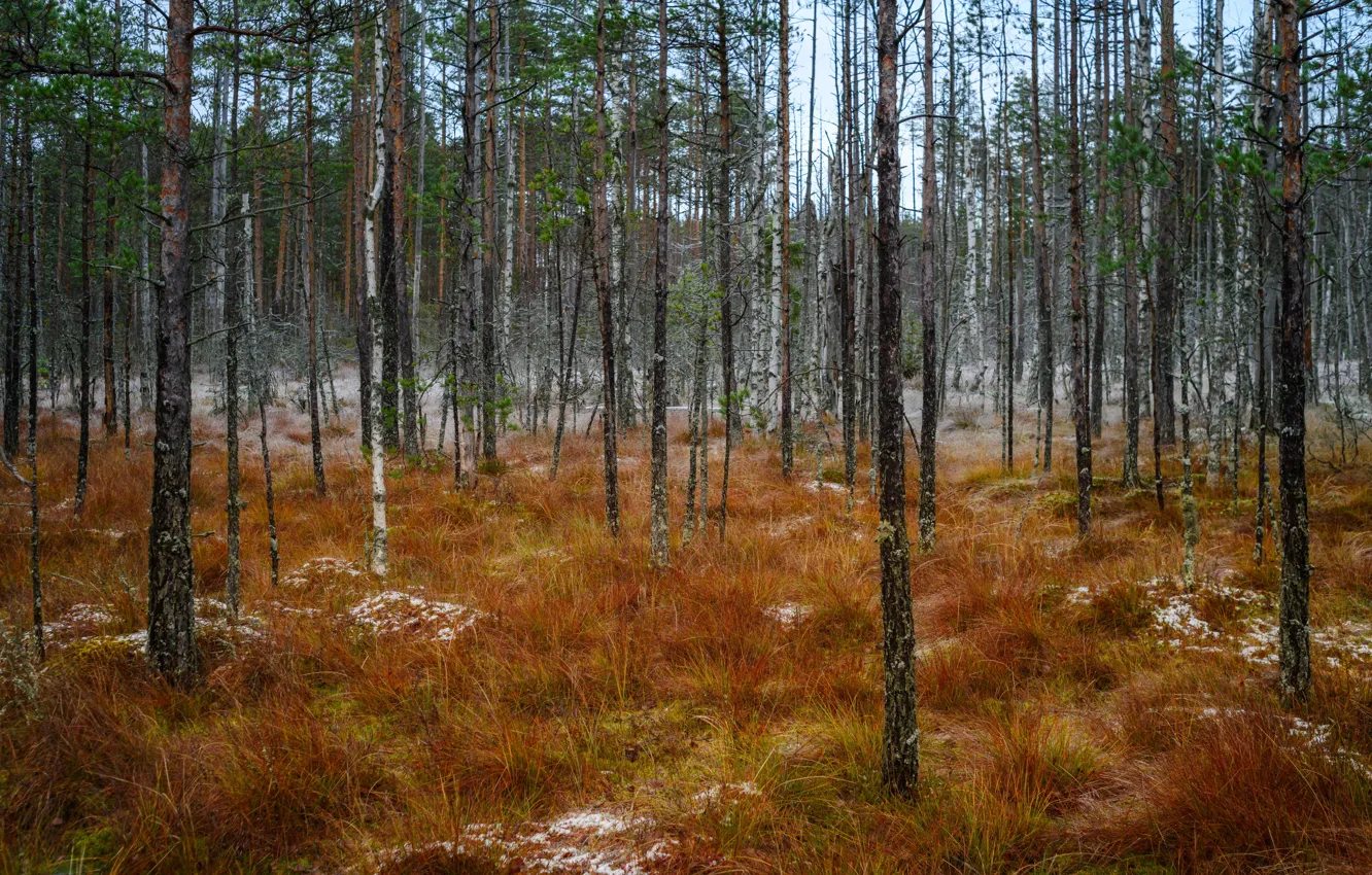 Photo wallpaper forest, trees, Finland