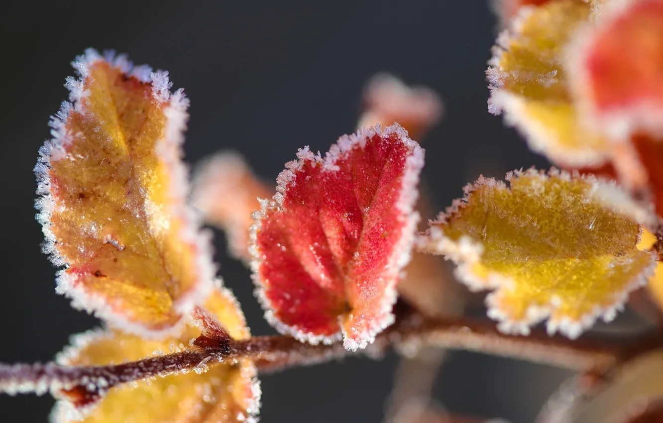 Photo wallpaper ice, leaves, macro, snow, yellow, red, frost