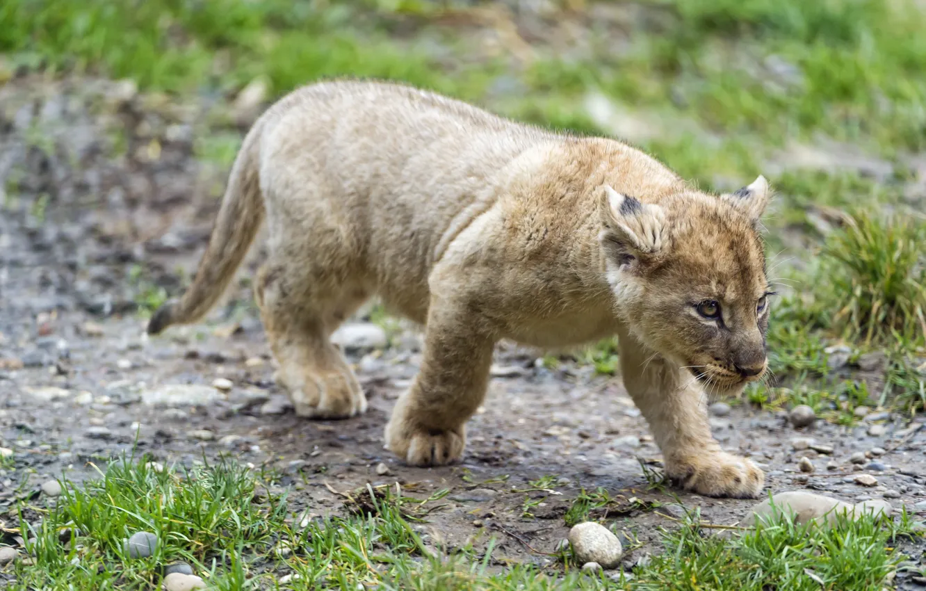 Photo wallpaper cat, grass, cub, kitty, lion, ©Tambako The Jaguar