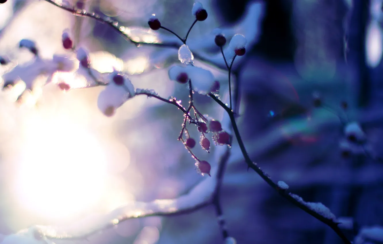 Photo wallpaper winter, the sun, macro, snow, trees, branches, background, tree
