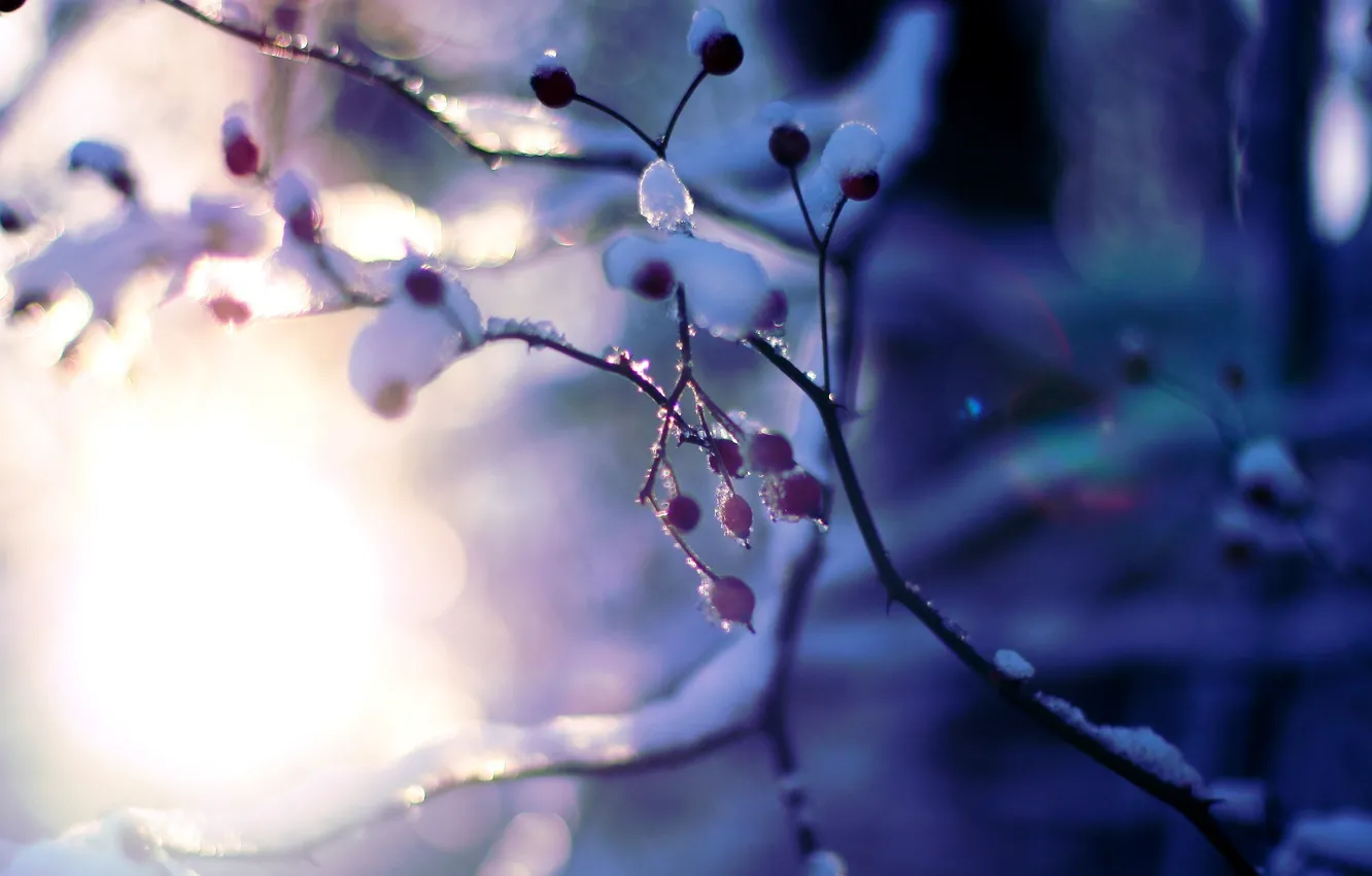 Photo wallpaper winter, the sun, macro, snow, trees, branches, background, Wallpaper
