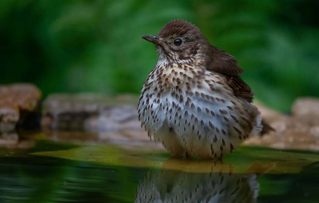Photo wallpaper bird, fat, thrush, Marat Kuchkaev
