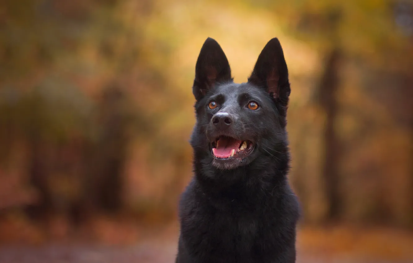 Photo wallpaper face, background, dog, bokeh, German shepherd