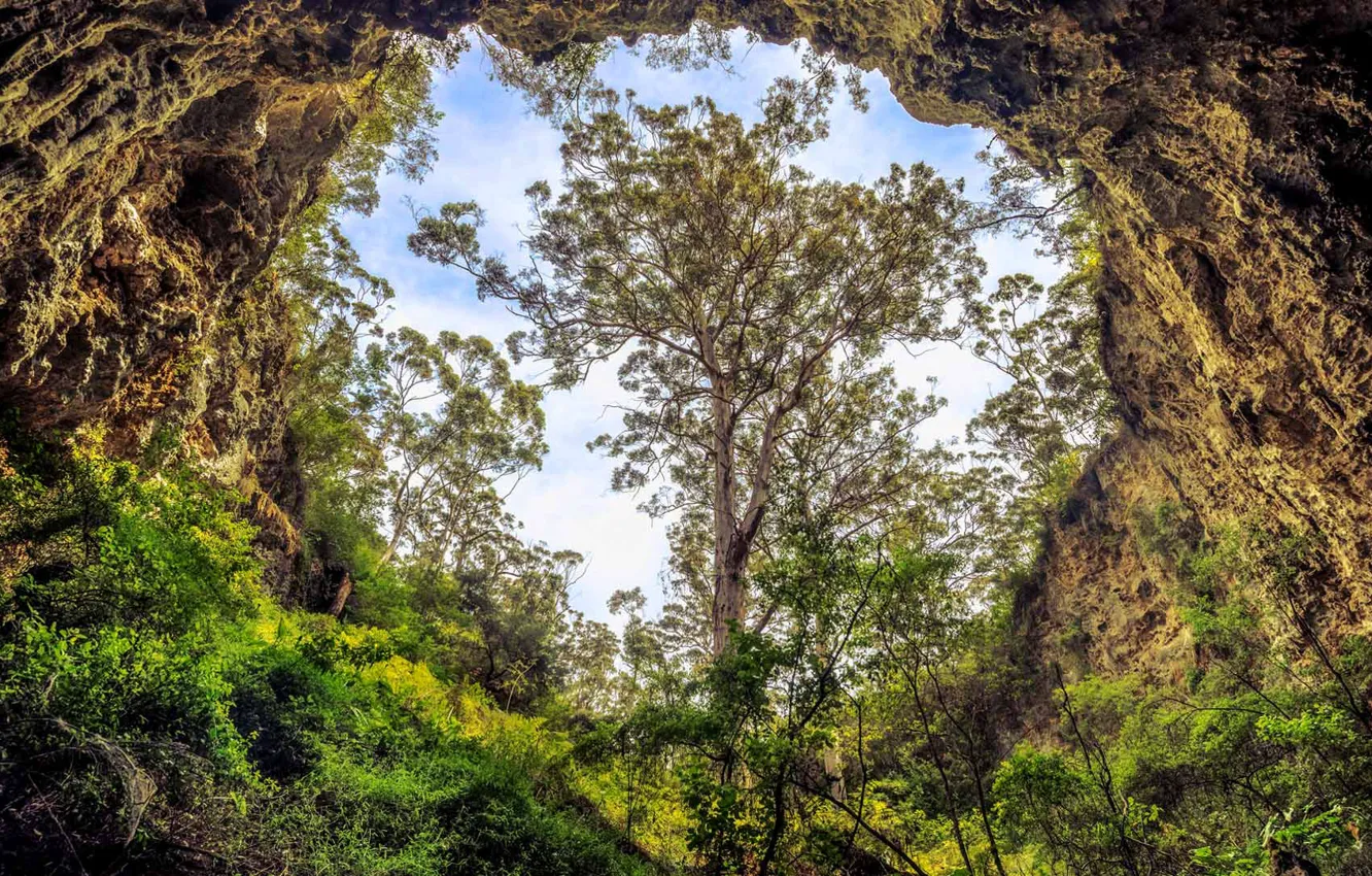 Photo wallpaper landscape, tree, cave