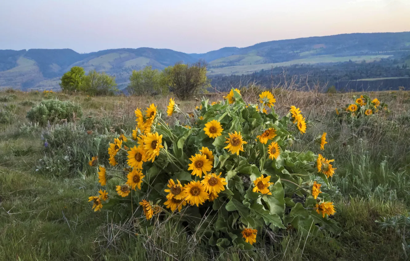 Photo wallpaper field, flowers, mountains, shrub, balsamorhiza
