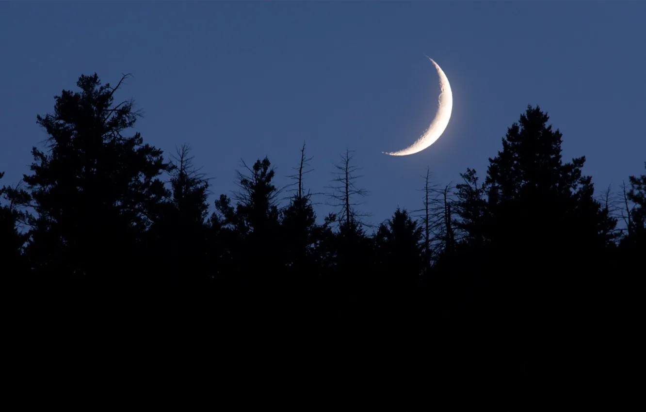 Photo wallpaper the sky, trees, night, nature, the moon