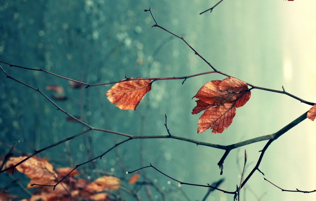 Photo wallpaper autumn, leaves, macro, branches, nature