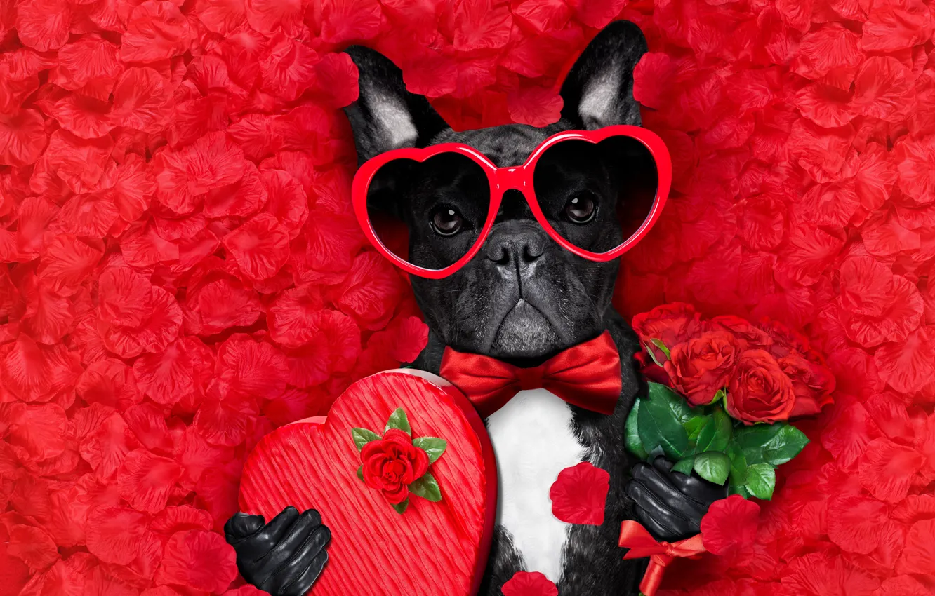 Photo wallpaper dog, petals, love, rose, dog, romantic, hearts, funny