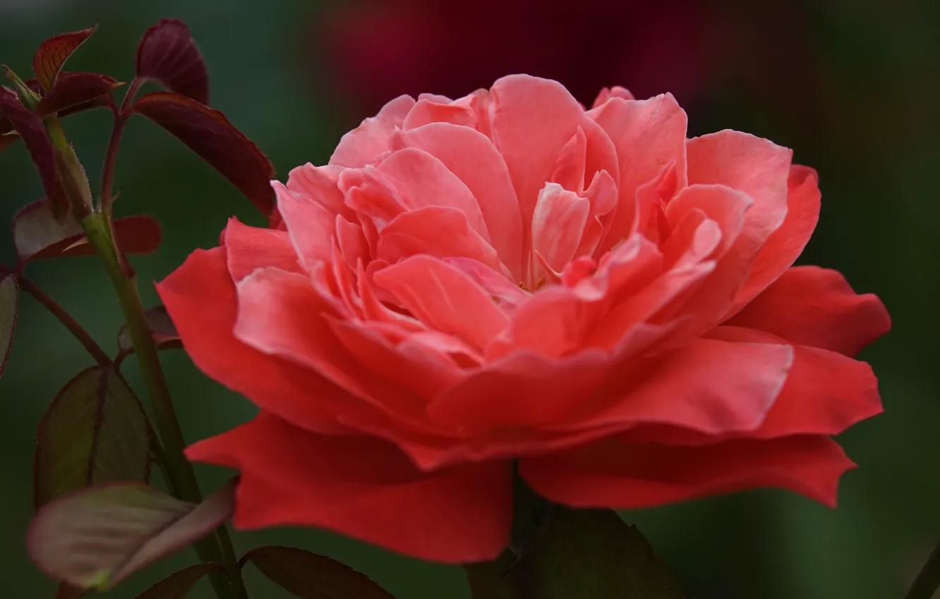 Photo wallpaper macro, red, roses, stem