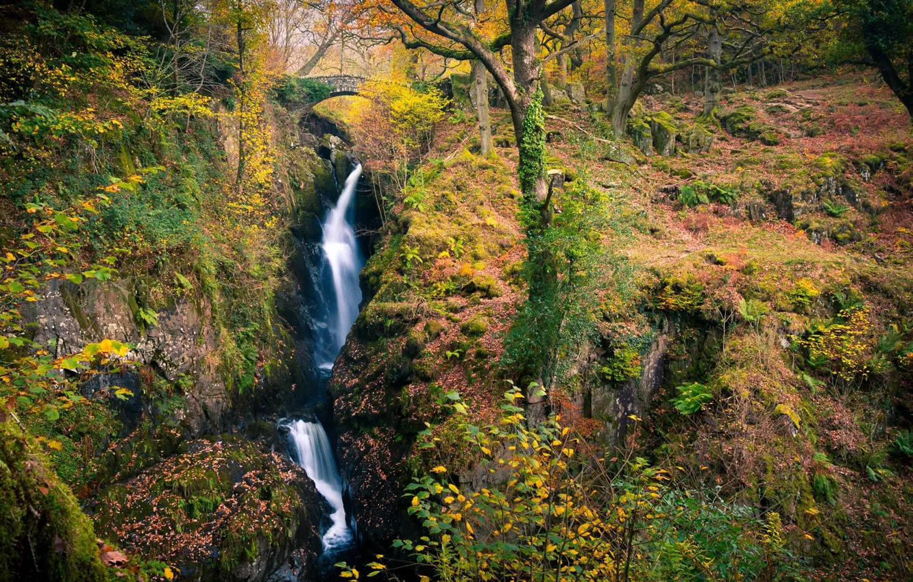 Photo wallpaper autumn, forest, stream, waterfall