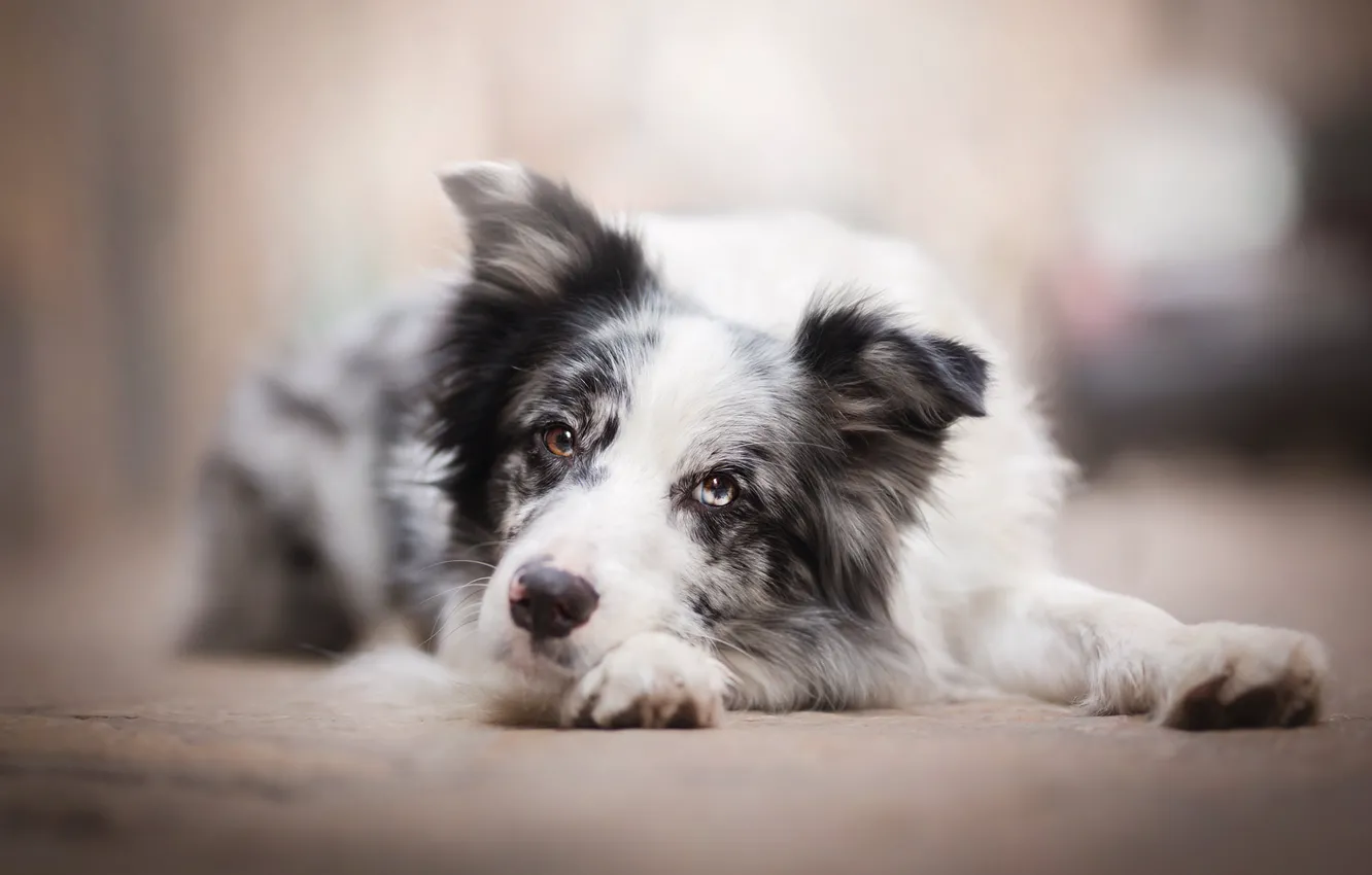 Photo wallpaper sadness, dog, bokeh, the border collie