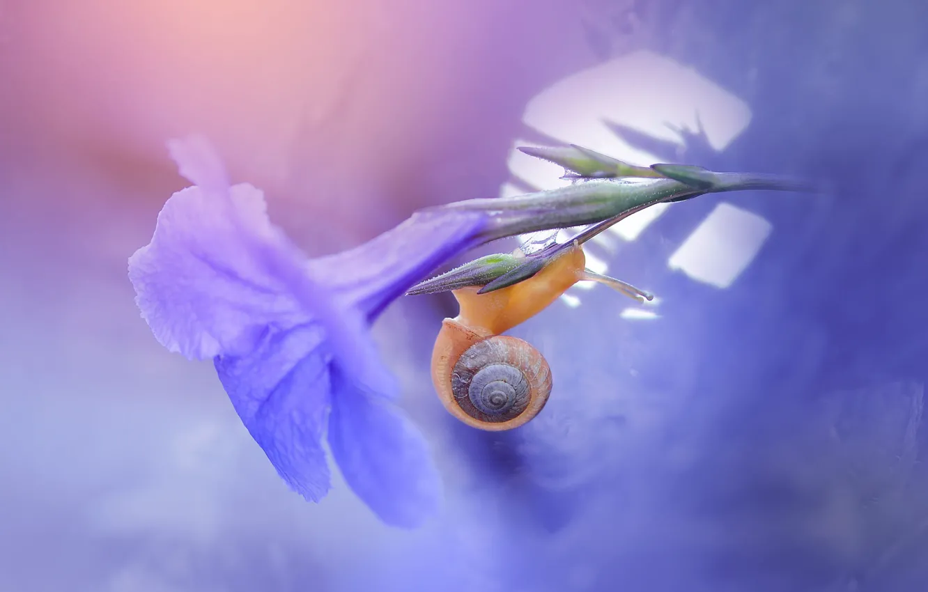 Photo wallpaper flower, macro, light, background, lilac, snail, stem, bokeh