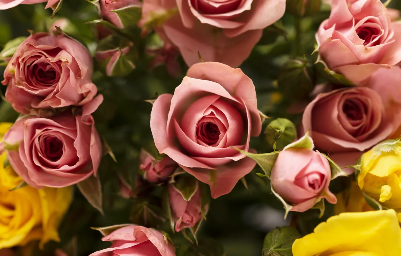 Photo wallpaper flowers, roses, bouquet, yellow, pink, buds, bokeh
