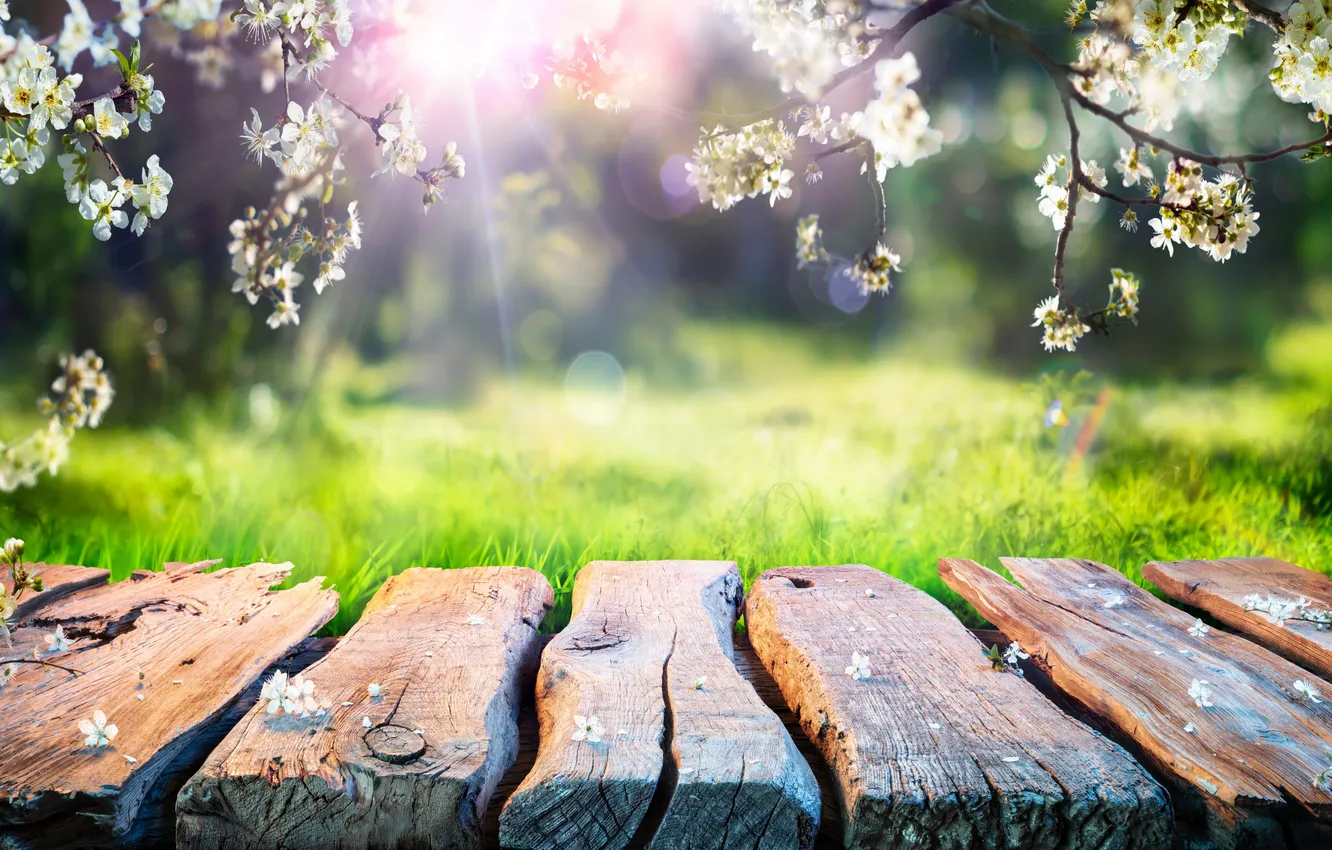 Photo wallpaper flowers, spring, sunshine, flowering, blossom, flowers, wooden, spring