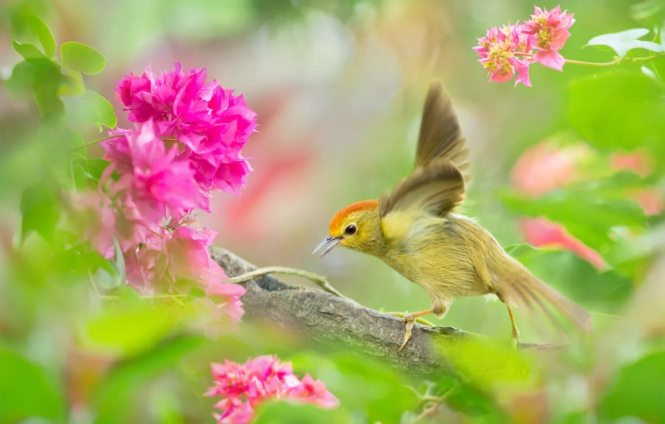 Photo wallpaper leaves, flowers, branches, nature, tropics, bird