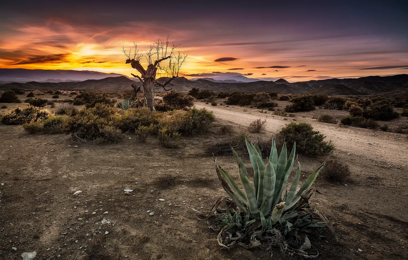 Photo wallpaper road, sunset, tree, cactus