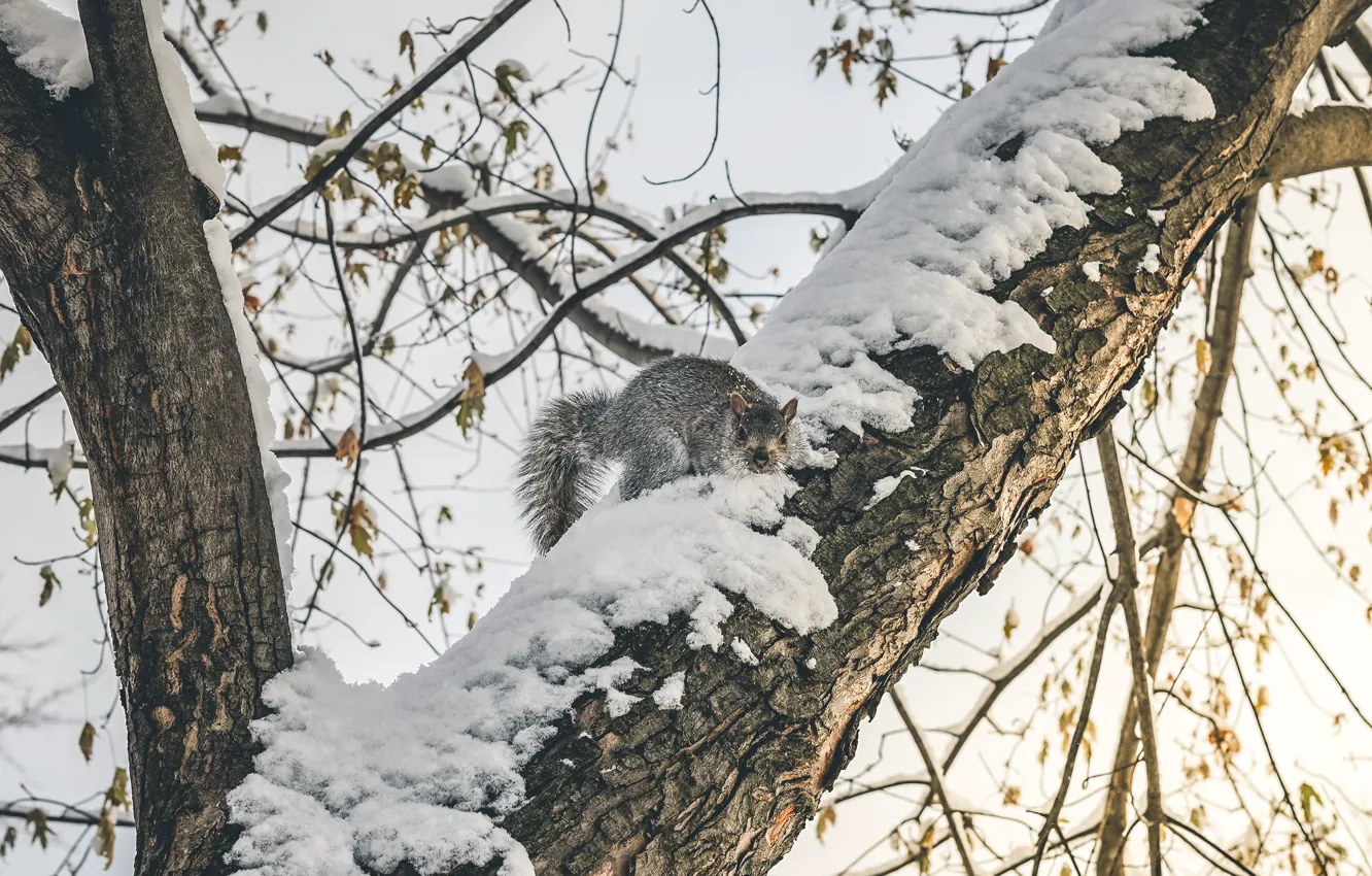 Photo wallpaper winter, look, leaves, snow, trees, branches, pose, grey
