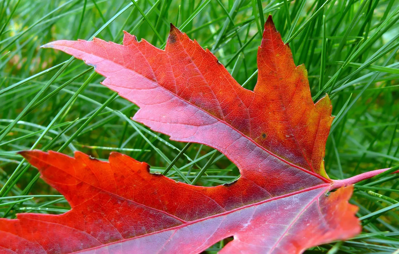 Photo wallpaper greens, grass, leaves, red, nature, green, background, leaf