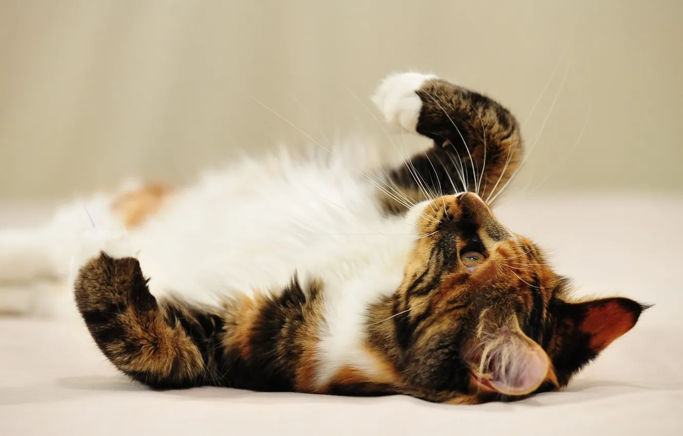 Photo wallpaper cat, cat, tenderness, beauty, Kote