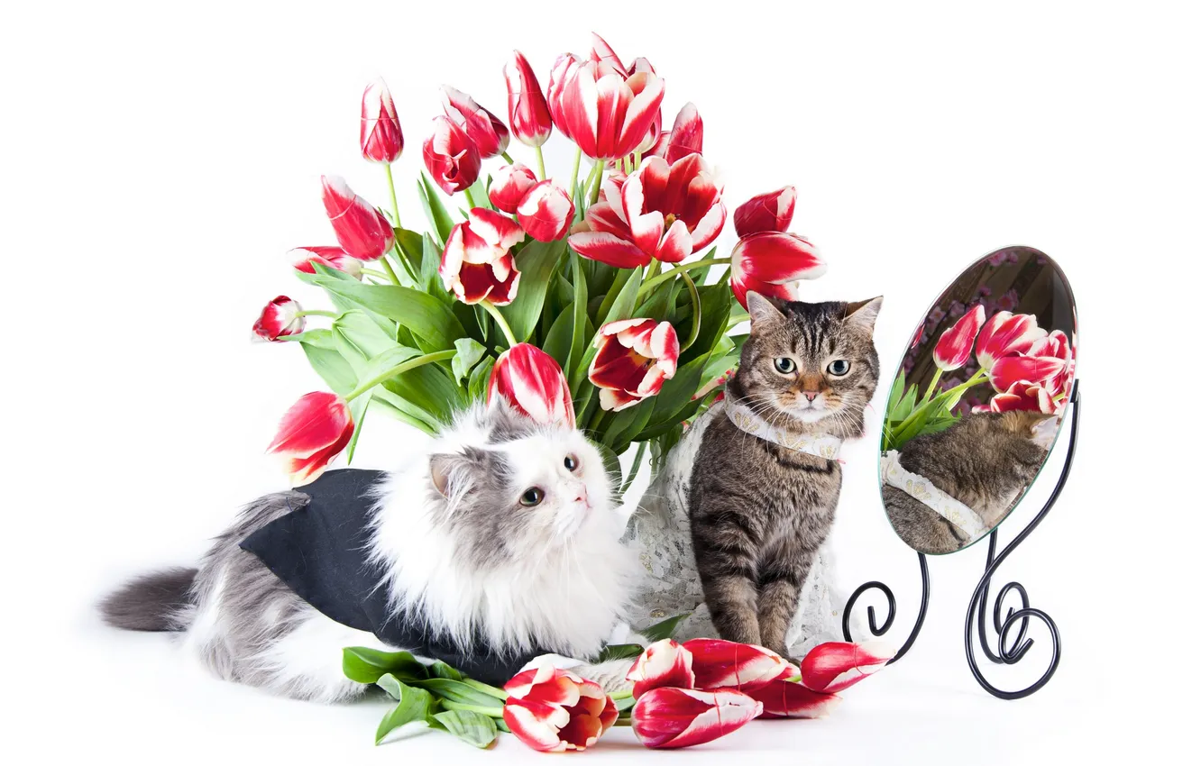 Photo wallpaper cat, cat, flowers, mirror, tulips