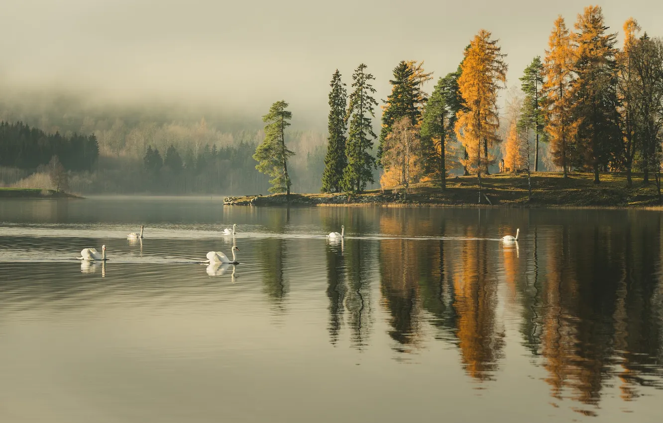 Photo wallpaper trees, fog, lake, reflection, mirror, swans, rainy, the shore of the lake