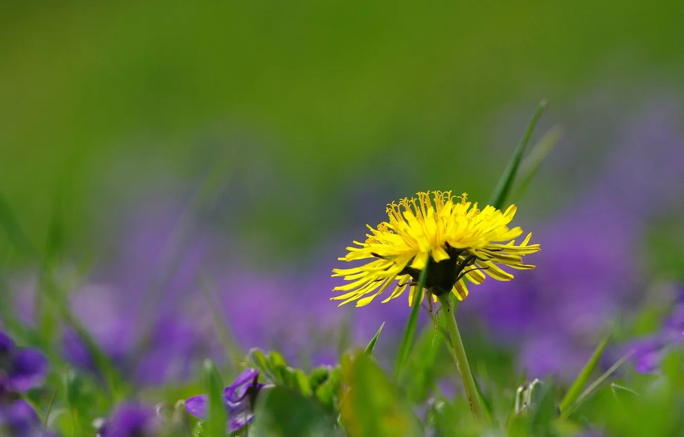 Photo wallpaper summer, grass, macro, flowers, dandelion, blur