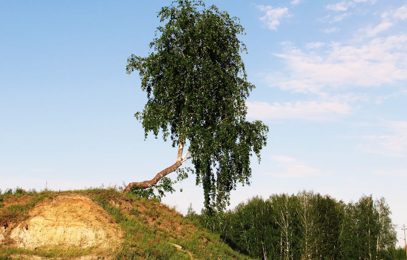 Photo wallpaper greens, the sky, grass, birch, Logins