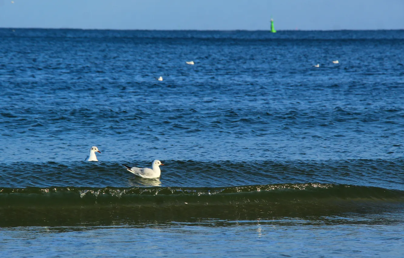 Photo wallpaper sea, bird, seagull