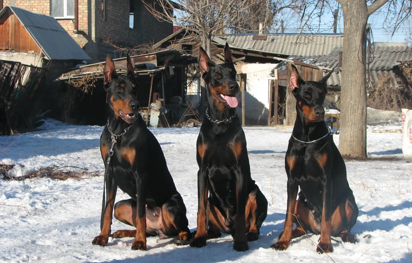 Photo wallpaper winter, snow, brothers three comrades, Doberman