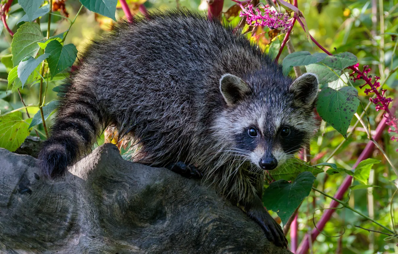 Photo wallpaper look, leaves, flowers, branches, pose, tree, raccoon, face