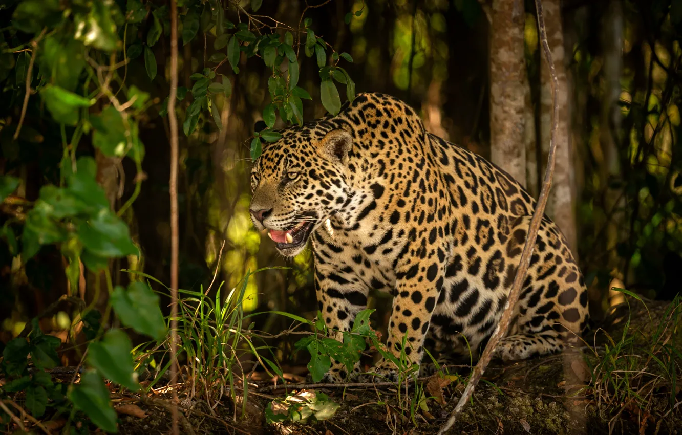 Photo wallpaper forest, trees, branches, thickets, Jaguar, sitting
