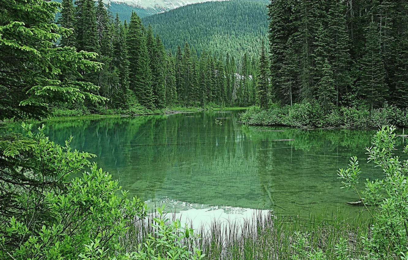 Photo wallpaper greens, forest, trees, mountains, lake, Canada, Emerald Lake