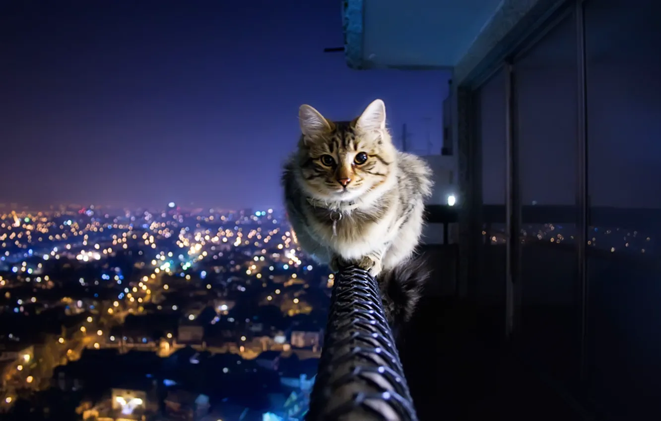 Photo wallpaper cat, the city, lights, railings, balcony, integrifolia
