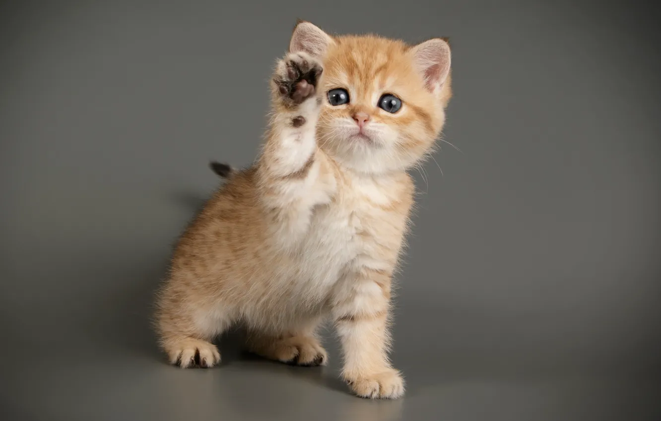 Photo wallpaper cat, cat, kitty