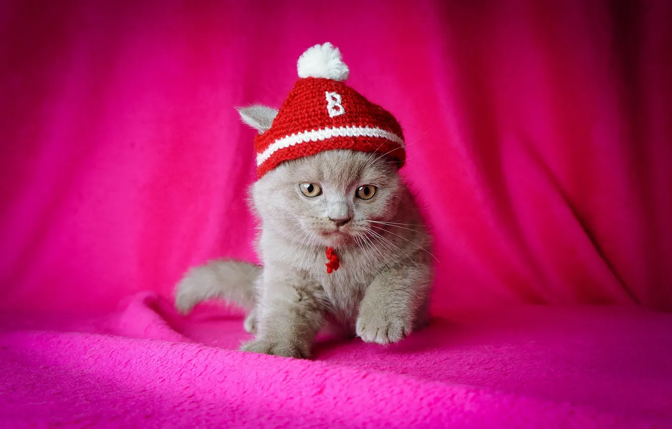 Photo wallpaper kitty, pink background, cap