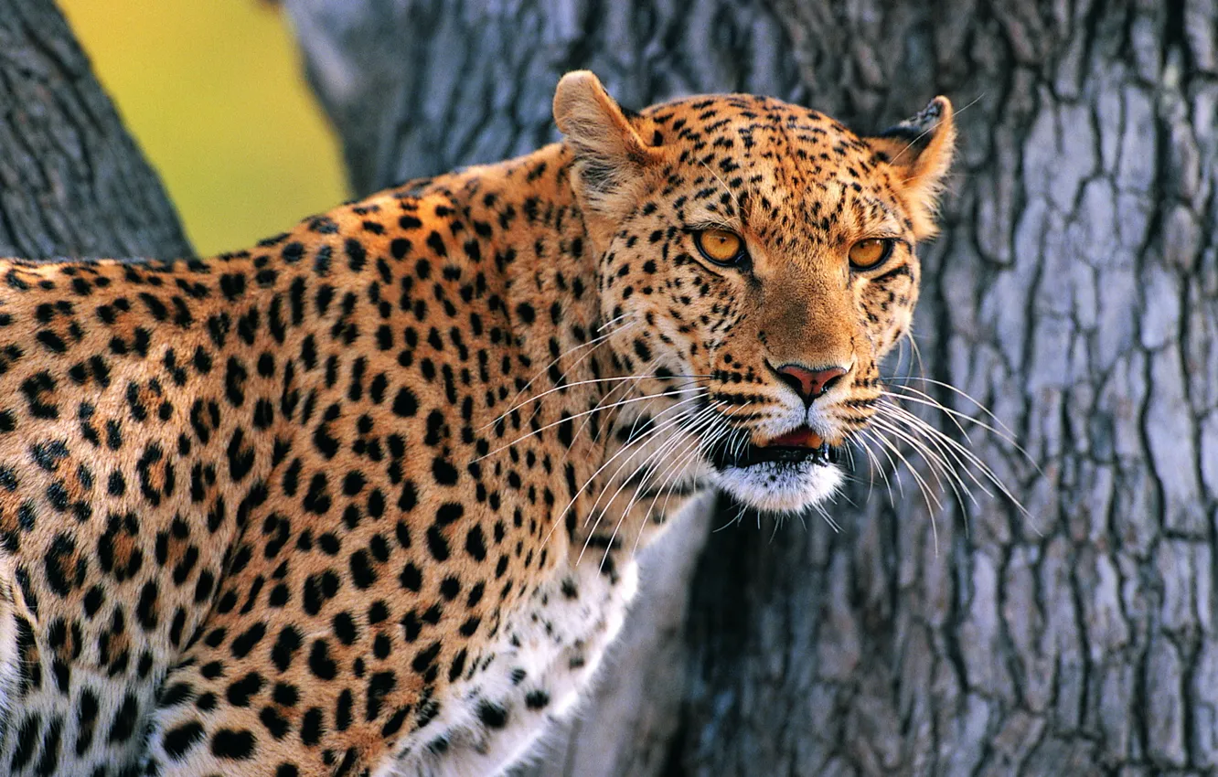 Photo wallpaper tree, leopard, looks, whiskered snout