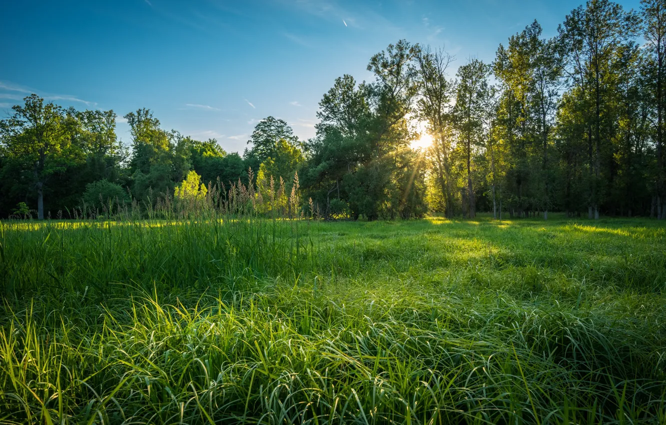 Photo wallpaper forest, grass, sunrise, morning, meadow