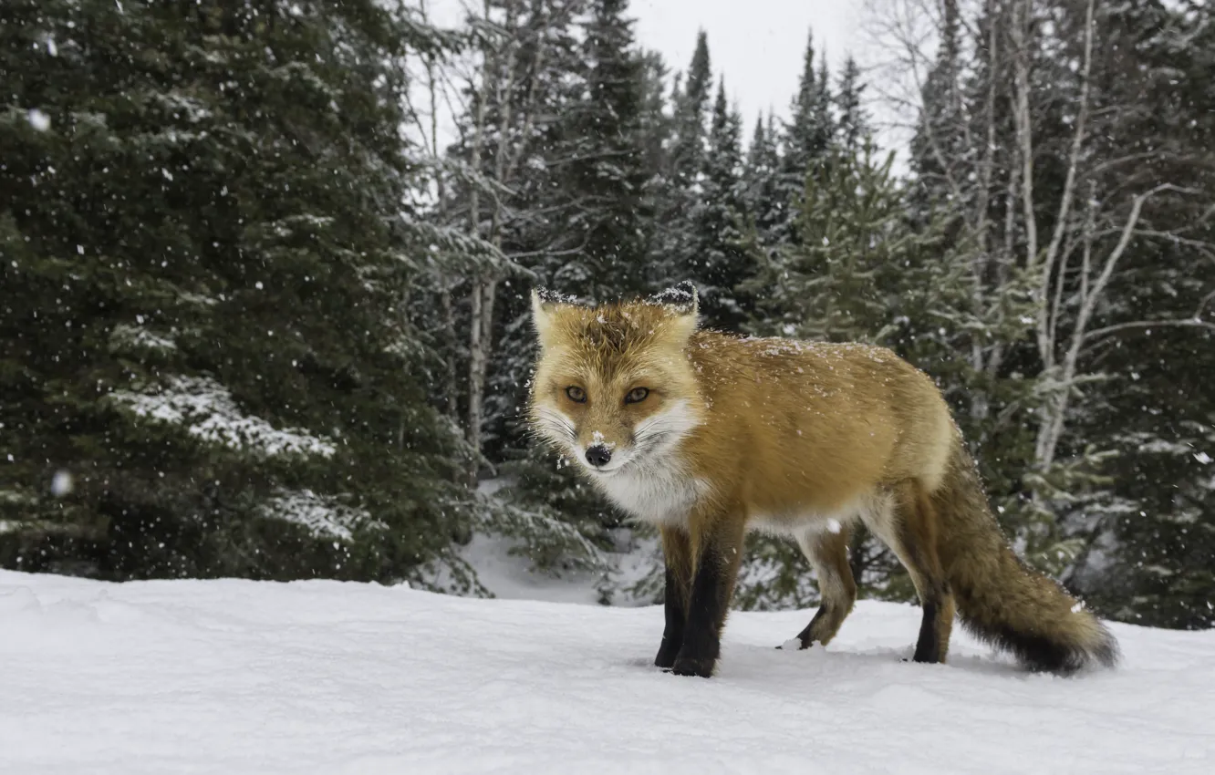 Photo wallpaper winter, snow, Fox, hunting, looking