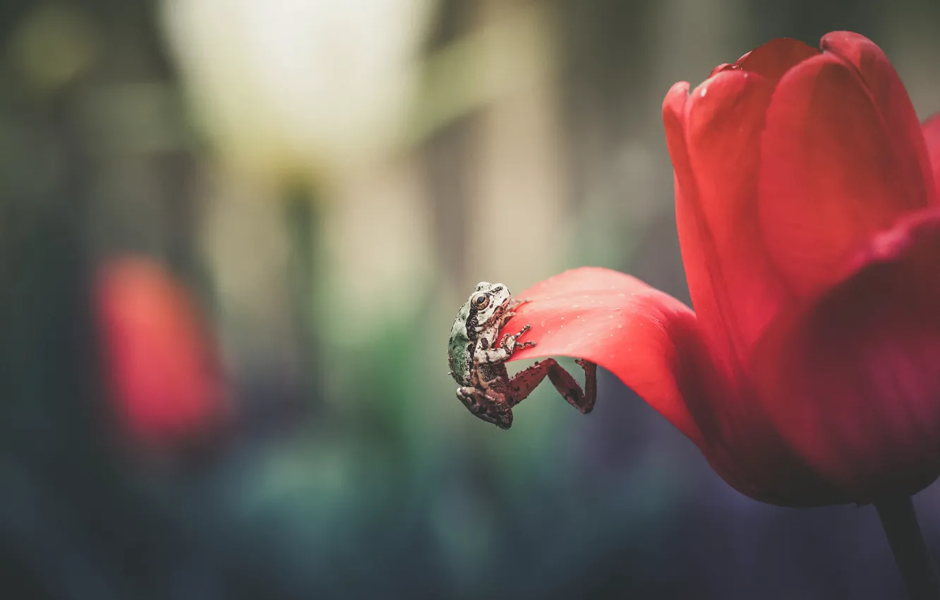 Photo wallpaper macro, flowers, red, background, frog, petals, tulips, scrambles