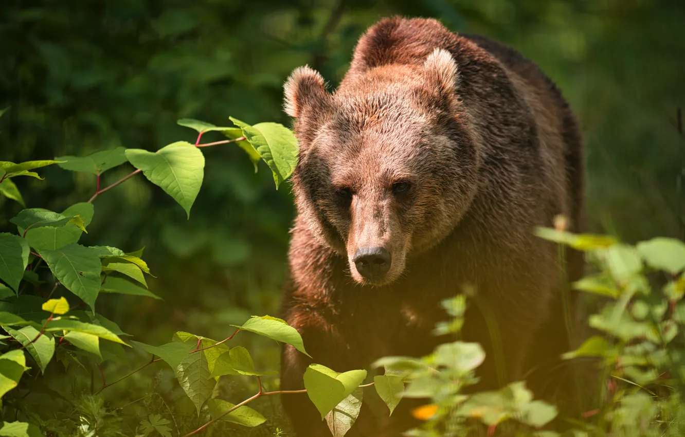 Photo wallpaper greens, forest, face, light, foliage, bear, walk, bokeh