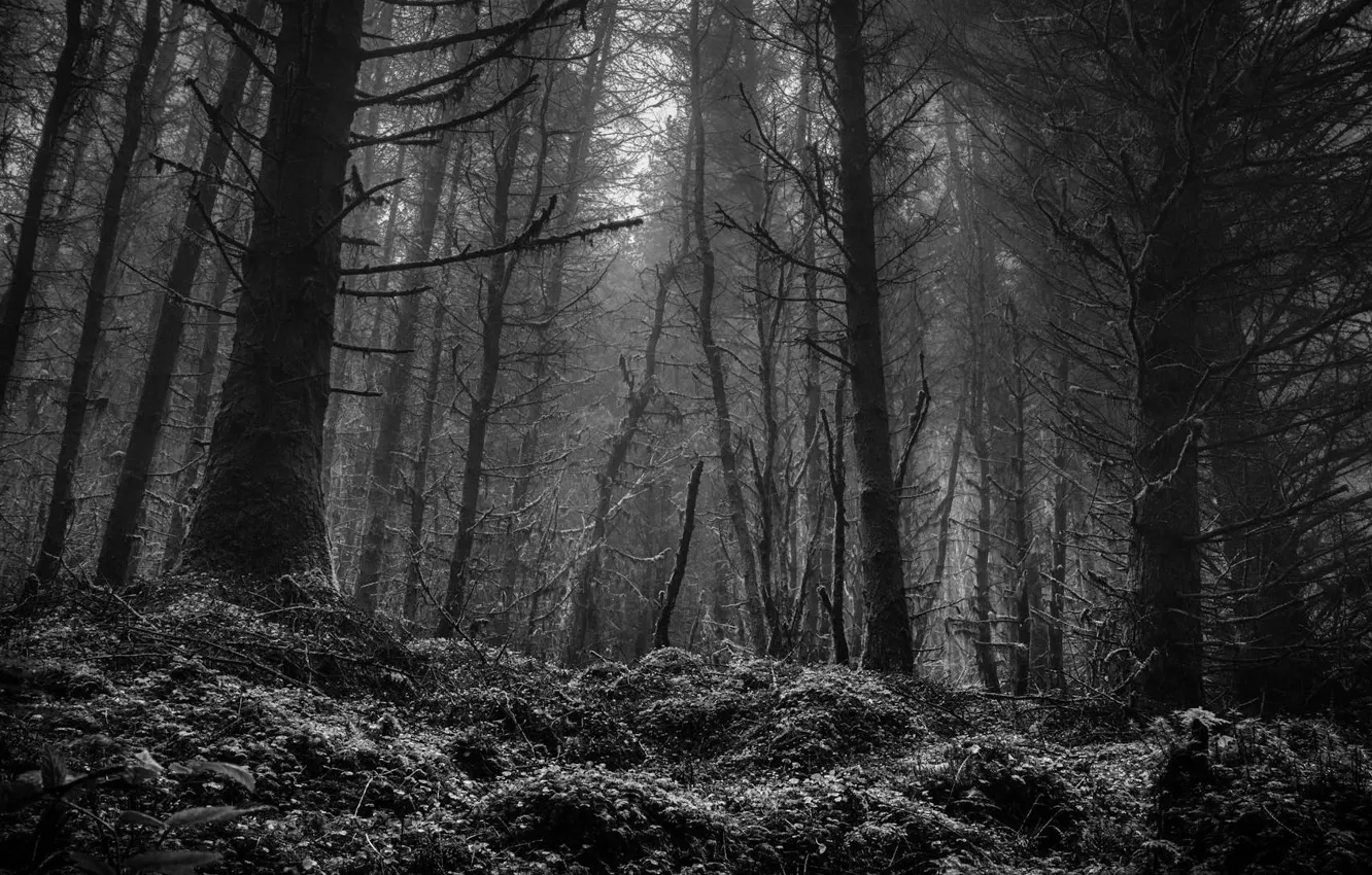 Photo wallpaper forest, trees, nature, black and white, monochrome