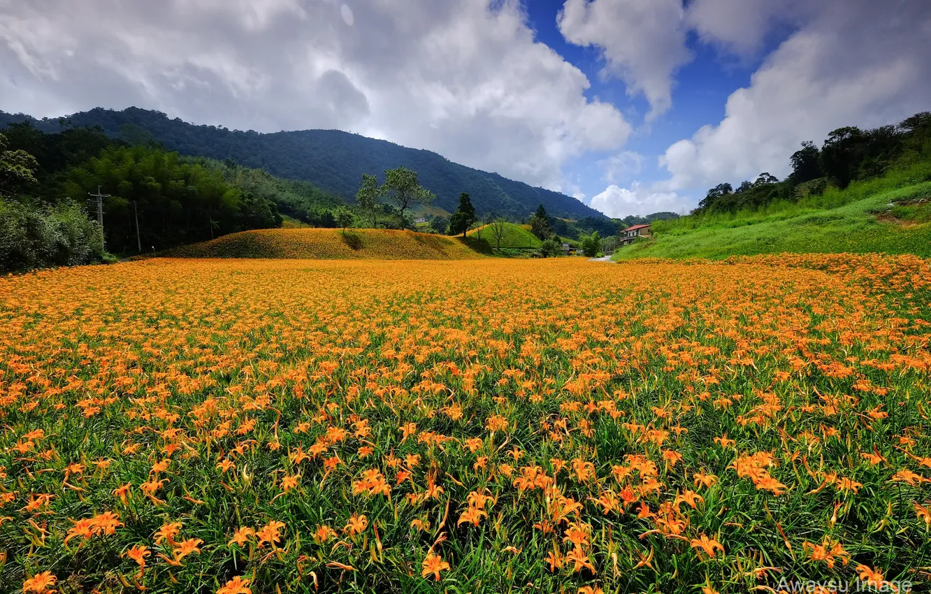 Photo wallpaper summer, landscape, flowers, mountains, nature, Lily, flowering