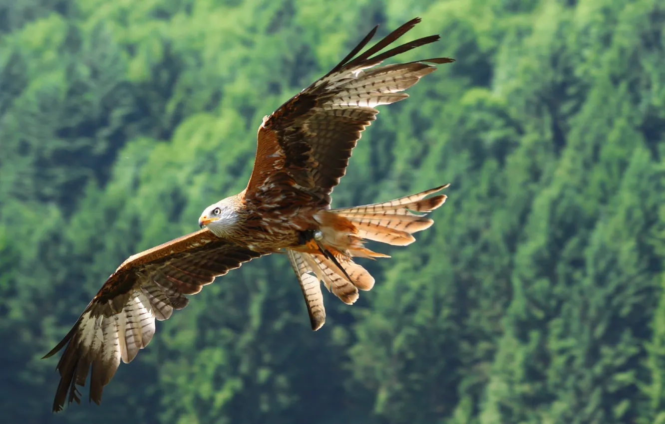 Photo wallpaper bird, flight, eagle