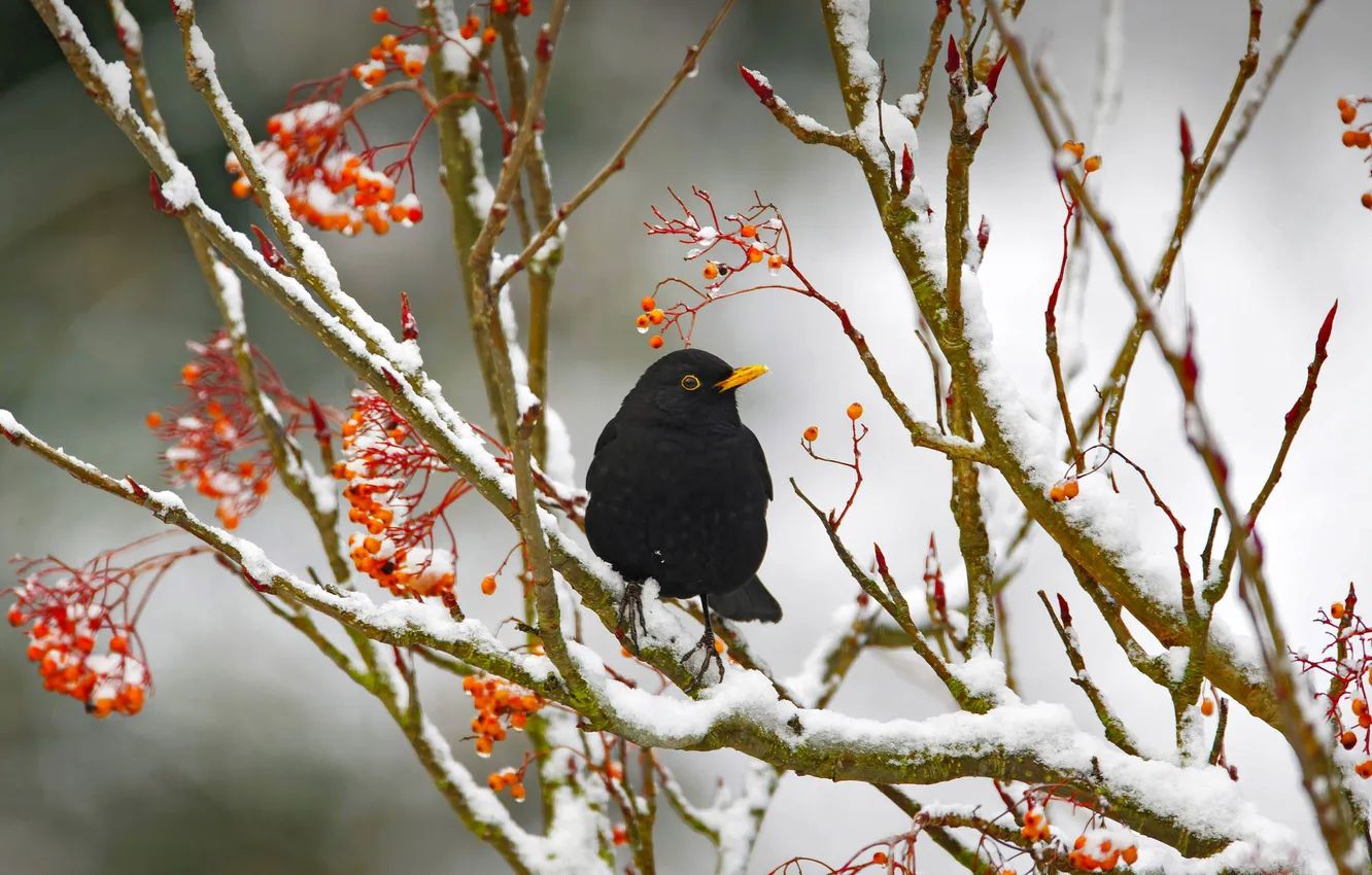Photo wallpaper winter, branches, fruit, bird, sitting on a tree