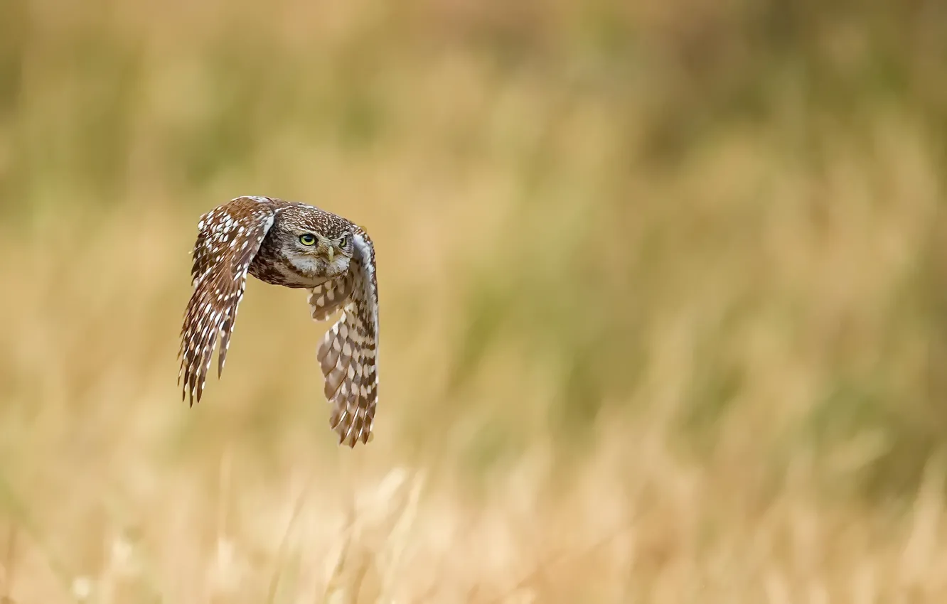 Photo wallpaper owl, bird, flight
