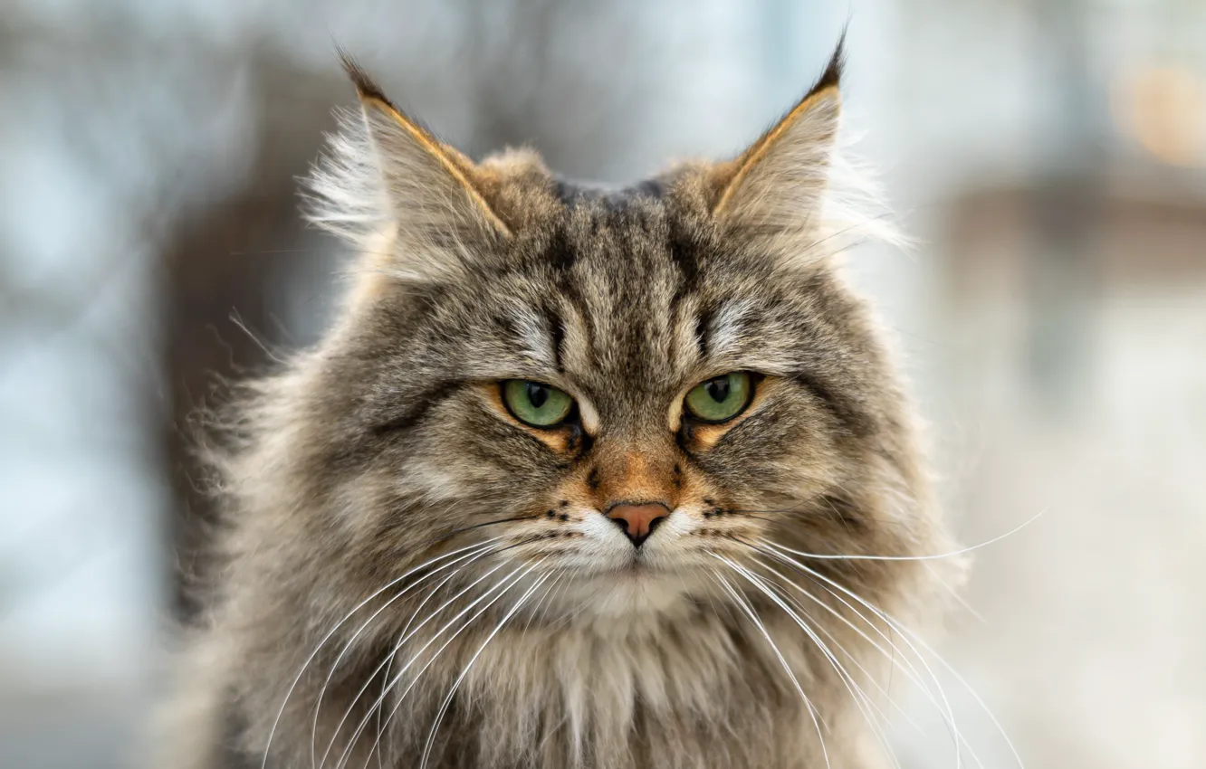 Photo wallpaper cat, cat, look, portrait, muzzle, bokeh, Siberian cat
