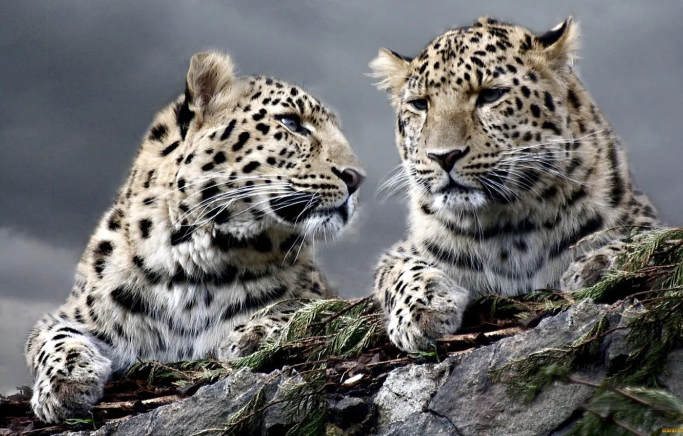 Photo wallpaper snow, cats, wildlife, snowleopards