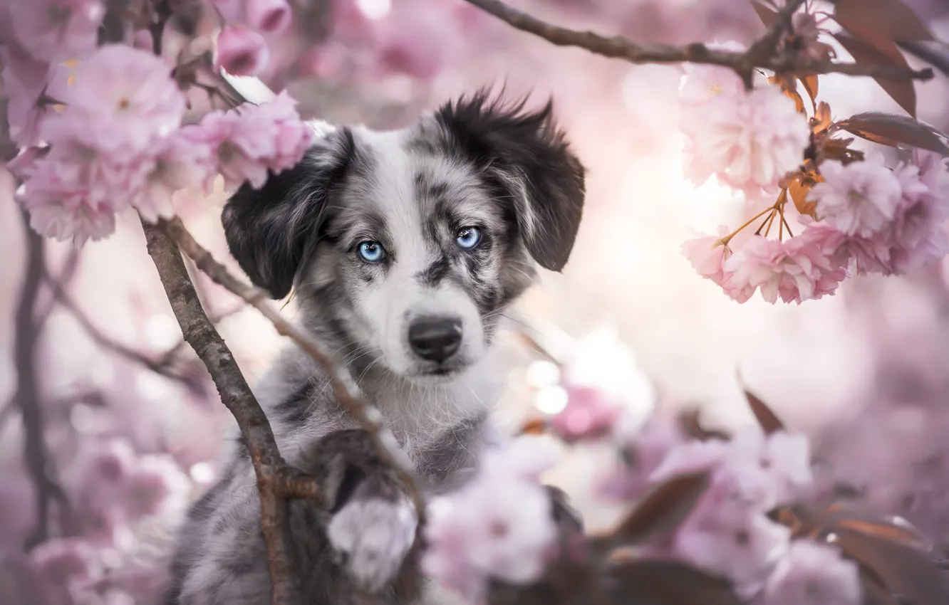 Photo wallpaper look, face, flowers, portrait, dog, spring, puppy, flowering